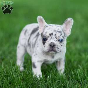 Midnite, French Bulldog Puppy